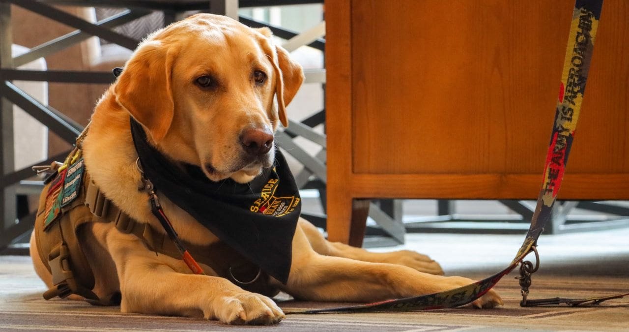 How Service Dogs are Trained to Assist First Responders and Veterans